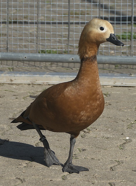 胜负手